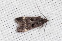 Dichomeris alacella