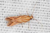 Metzneria aprilella