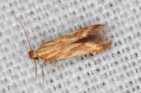 Metzneria aprilella