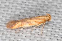 Metzneria aprilella