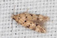 Pseudotelphusa occidentella