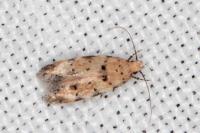 Pseudotelphusa occidentella