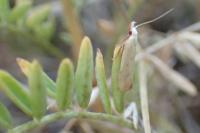 Mesophleps silacella