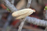 Mesophleps silacella