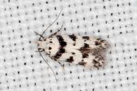 Pseudotelphusa scalella