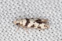 Pseudotelphusa scalella