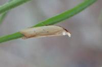 Mesophleps silacella