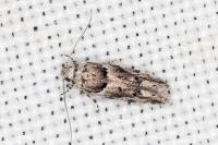 Recurvaria nanella