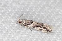 Recurvaria nanella