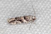 Recurvaria nanella
