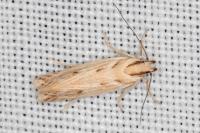 Stomopteryx detersella
