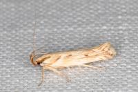 Stomopteryx detersella