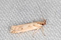 Stomopteryx detersella