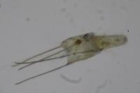 Mesophleps silacella