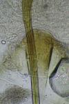 Mesophleps silacella