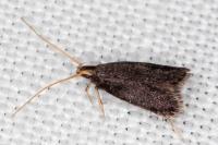 Lecithocera nigrana