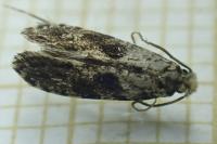 Nemapogon granellus