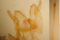 Nemapogon granellus