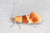 Epicallima bruandella
