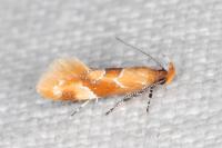 Epicallima formosella