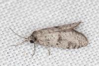 Penestoglossa dardoinella