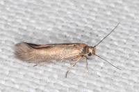 Scythris