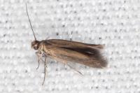 Scythris