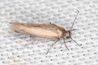 Scythris