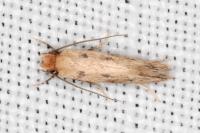 Anomalotinea liguriella