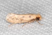 Anomalotinea liguriella