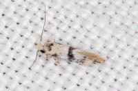 Infurcitinea atrifasciella