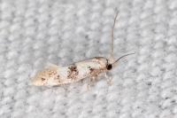 Infurcitinea atrifasciella