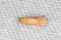 Tischeria