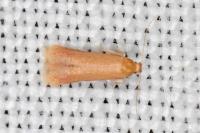 Tischeria