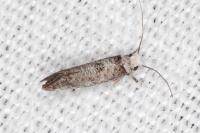 Paraswammerdamia albicapitella