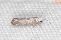 Paraswammerdamia albicapitella