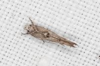 Zelleria oleastrella