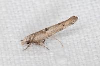 Zelleria oleastrella