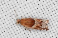 Ancylis comptana