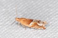 Ancylis comptana