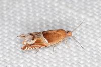 Ancylis comptana