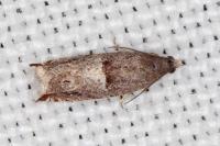 Ancylis sparulana