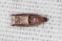 Ancylis sparulana