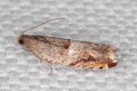 Ancylis sparulana