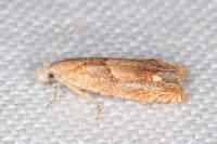 Eucosma conterminana