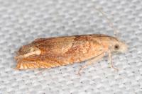 Eucosma conterminana