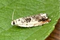 Ancylis laetana