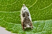 Ancylis laetana