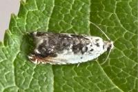 Ancylis laetana