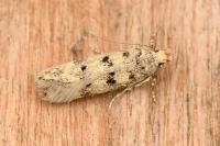 Bryotropha domestica